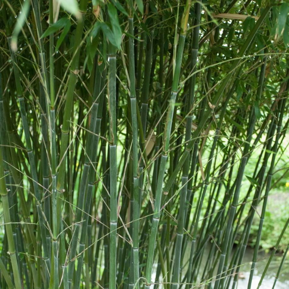 bambusz gondozása