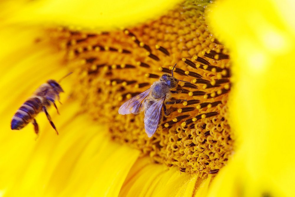méh virágpor napraforgó