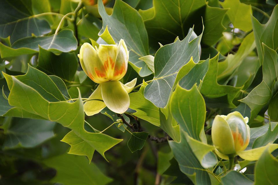 tulipánfa Liriodendron tulipifera