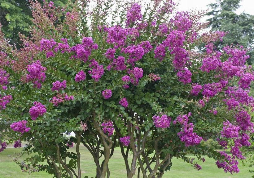 Lagerstroemia