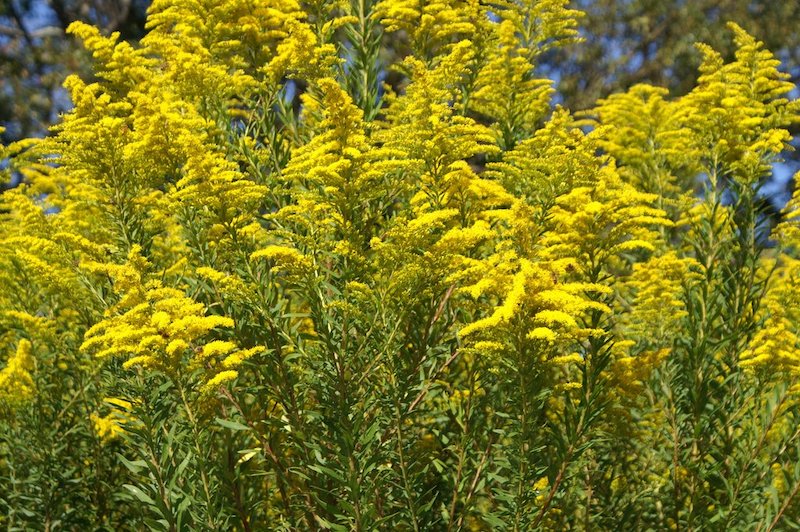 aranyvesszo Solidago virgaurea