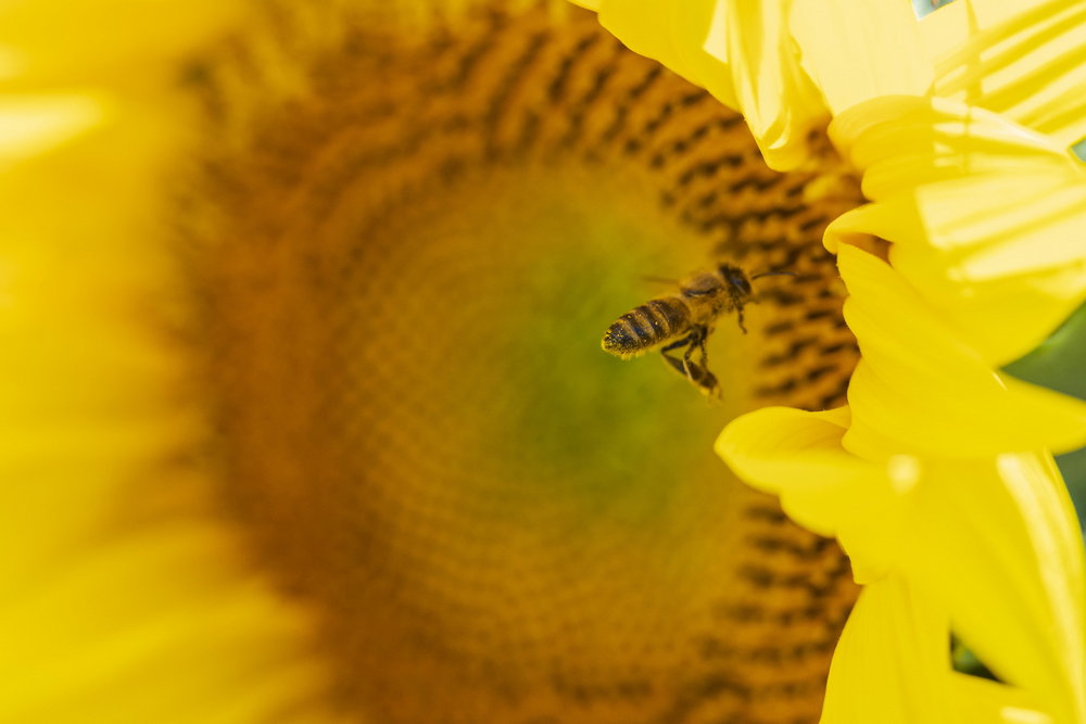 méh-napraforgó virágpor