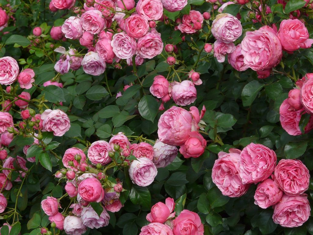 rózsa floribunda