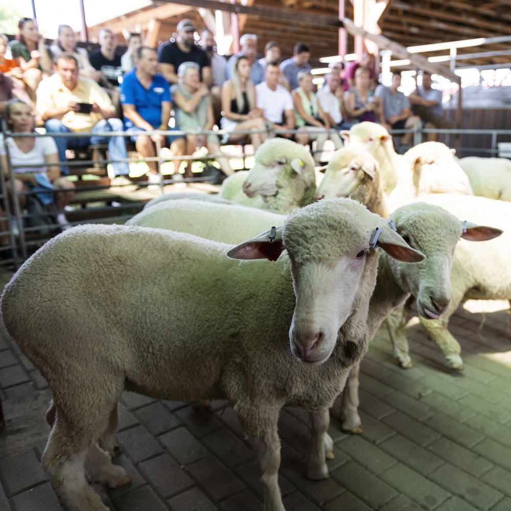 Farmer-Expo-debrecen-juh-birka