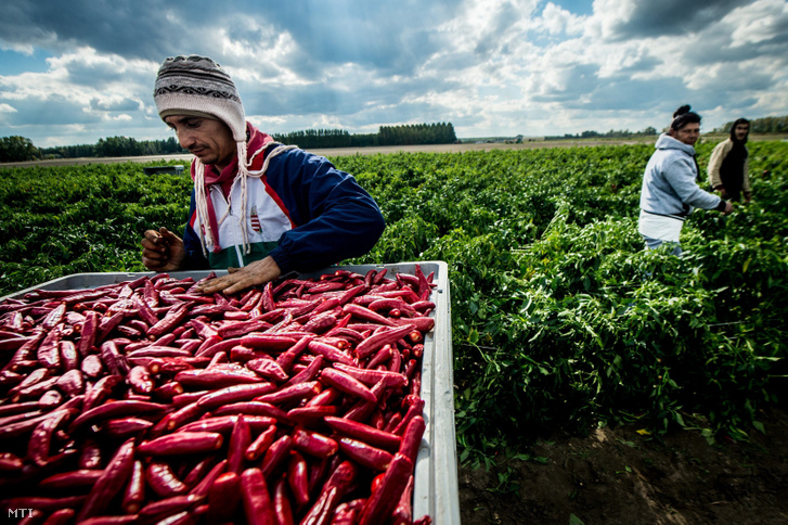 fűszerpaprika termesztés 