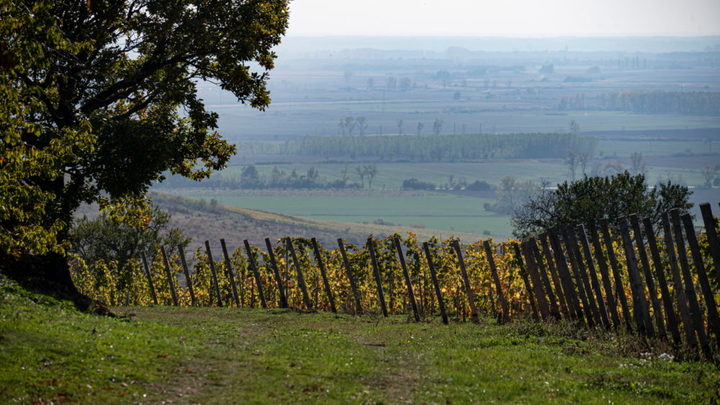 tokaj hegyalja mádi Szent Tamás-dűlő