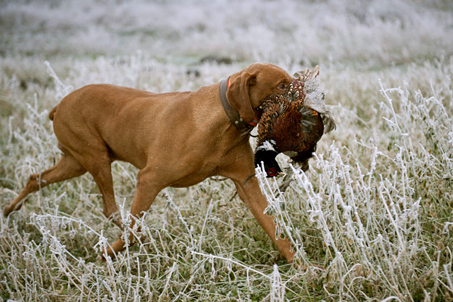 magyar vizsla