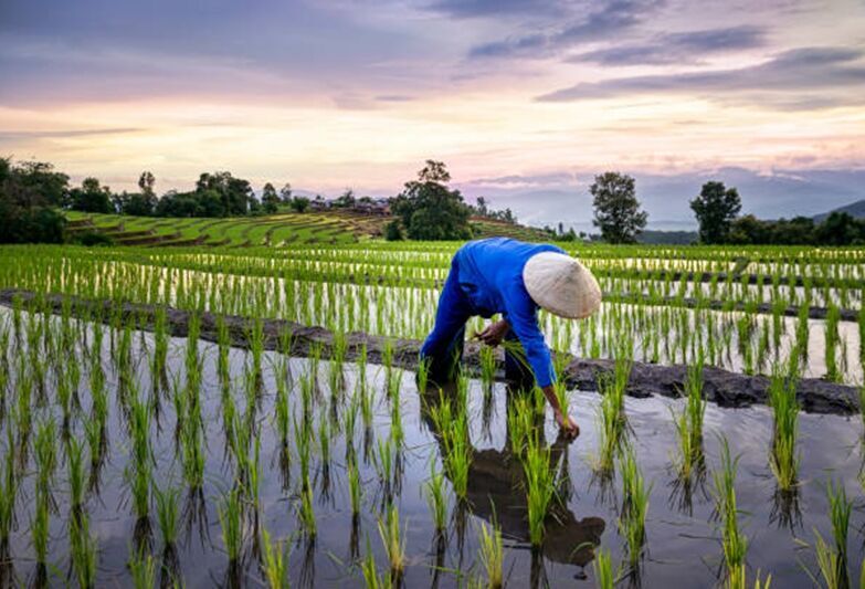 kínai_mezőgazdaság_rizs thaiföld