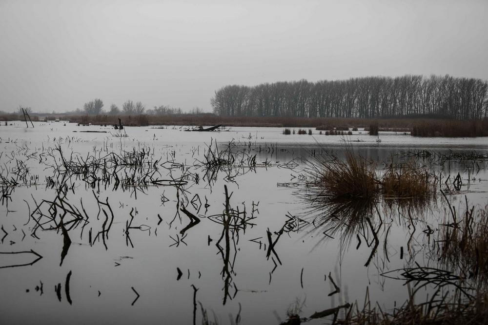 vizes élőhely