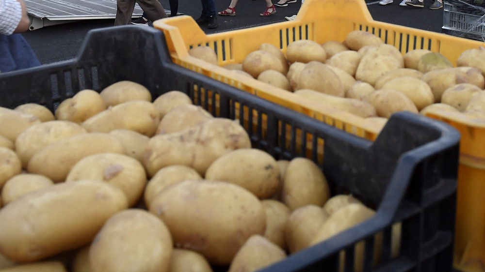 burgonya-sárga krumpli-