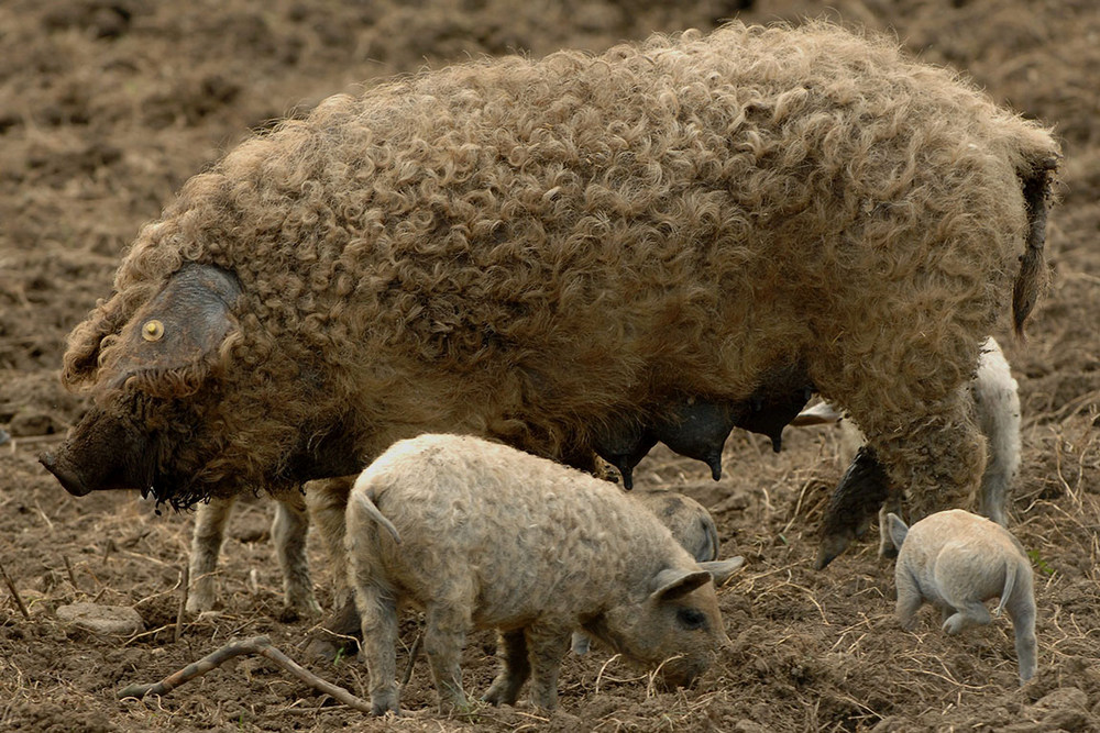 mangalica