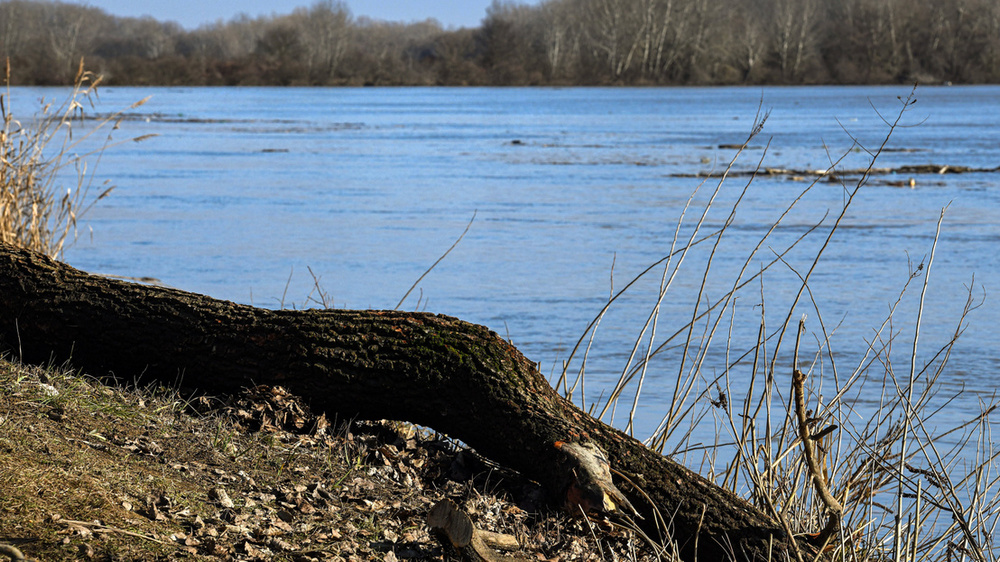 tisza aradas