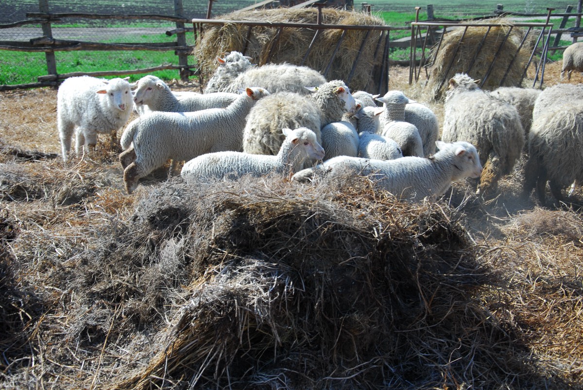 Kedvezőbbé válnak az anyajuh támogatás feltételei - Agrárkapu