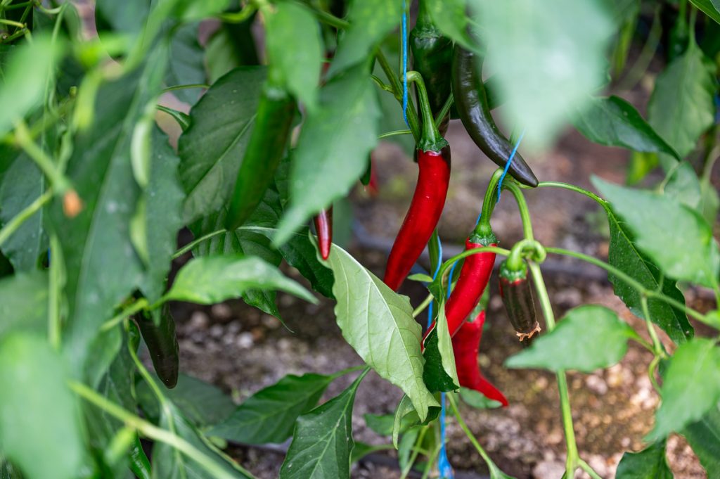 paprika erőspaprika fűszerpaprika