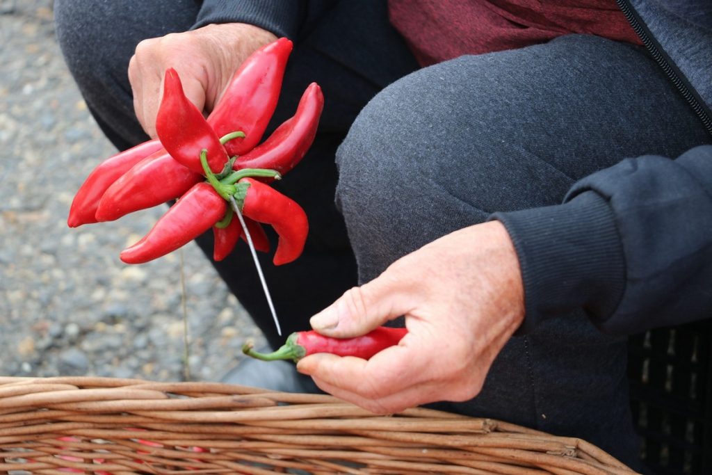 III. Röszkei Rózsapaprika Nap paprika