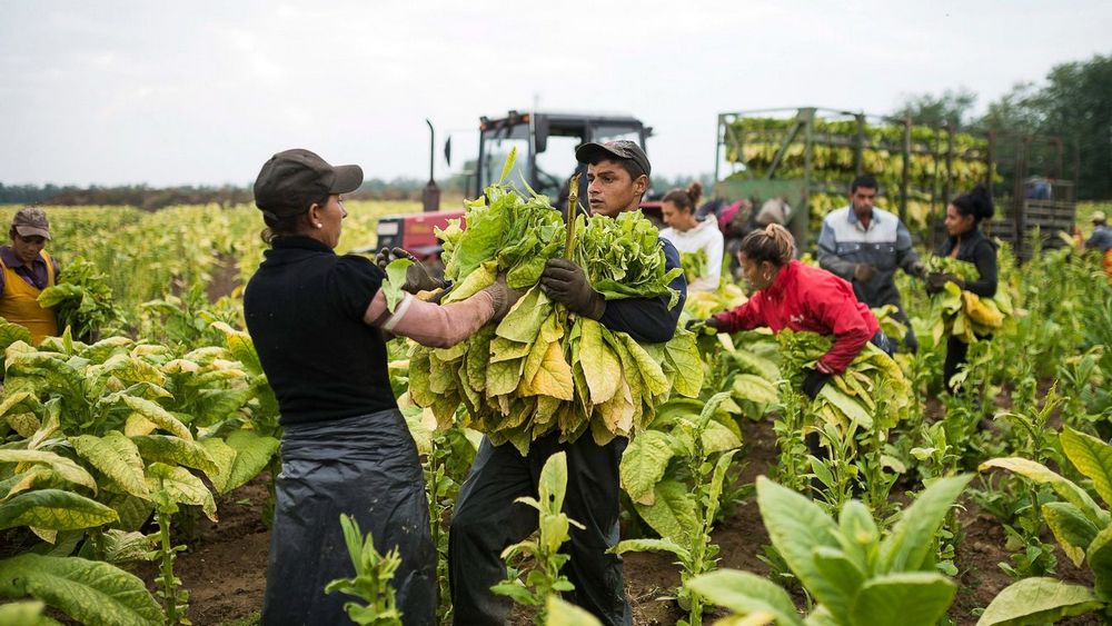 külföldi mezőgazdasági idénymunkás dohány