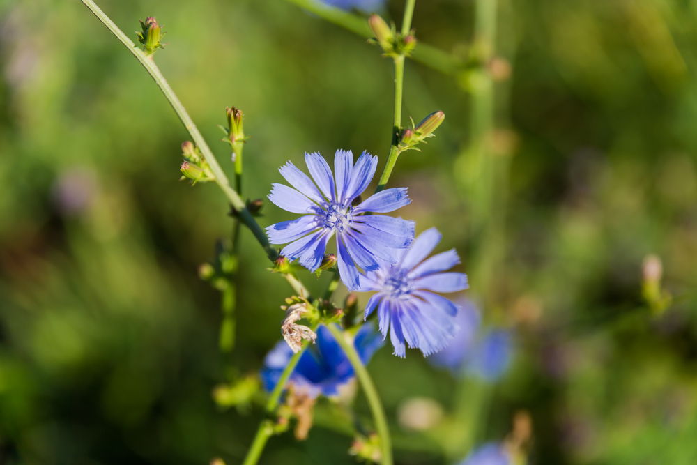A mezei katáng 1 cichorium-intybus-mezei-katáng
