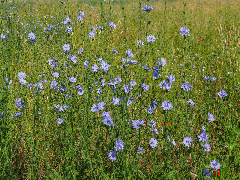 A mezei katáng 2 cichorium-intybus-mezei-katáng