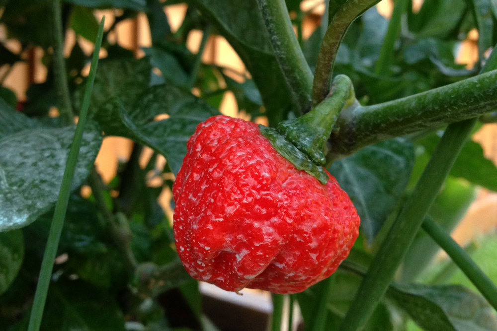 Scorpion chili 1 Moruga Trinidad Scorpion chili