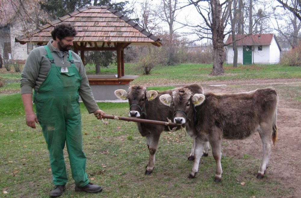 A kárpáti borzderes 2 kárpáti borzderes
