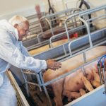 Már elérhető az állatbetegségek hatékonyabb kezelését és megelőzését célzó pályázat