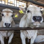Már pályázhatnak a gazdák az állatbetegségek megelőzését szolgáló támogatásra
