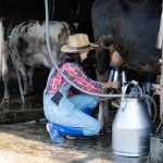 Újabb pályázattal segítik a tejtermelő gazdálkodókat