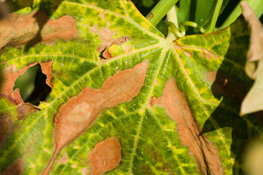 Külföldről behurcolt pusztító kórokozóra figyelmeztet a Nébih 1 Xylella fastidiosa