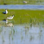 Új felhívás támogatja a természetközeli és vizes élőhelyek kialakítását