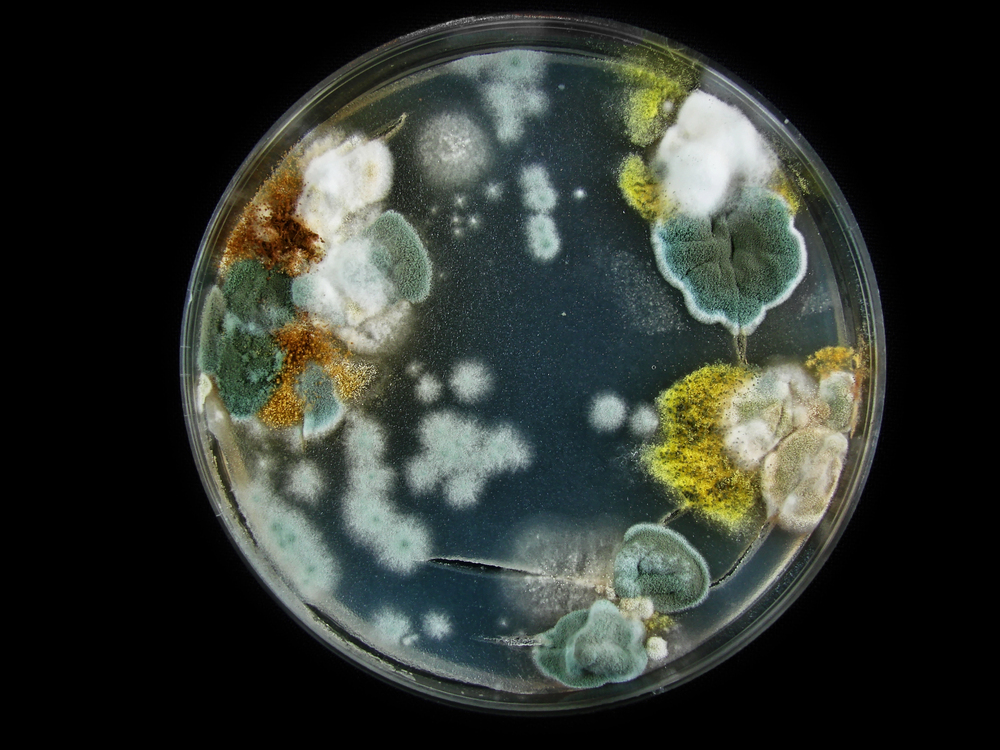 Cladosporiumos fertőzés