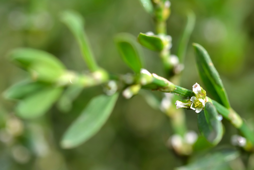 porcsinkeserűfű Polygonum aviculare