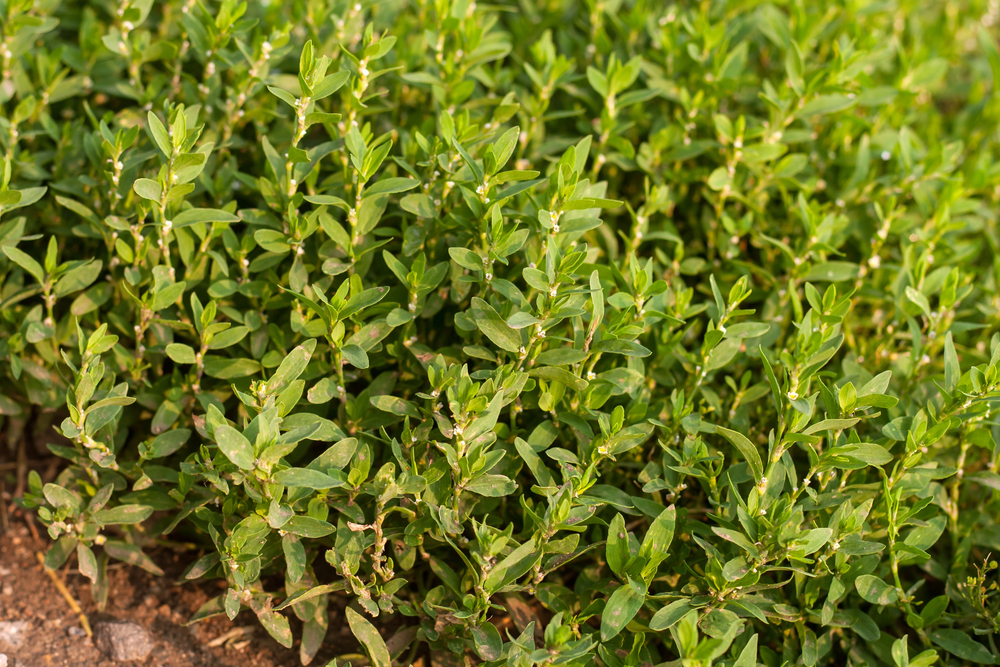 porcsinkeserűfű Polygonum aviculare