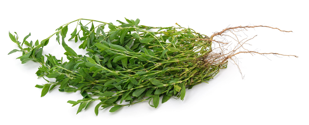 porcsinkeserűfű Polygonum aviculare