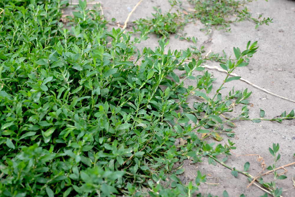 porcsinkeserűfű Polygonum aviculare