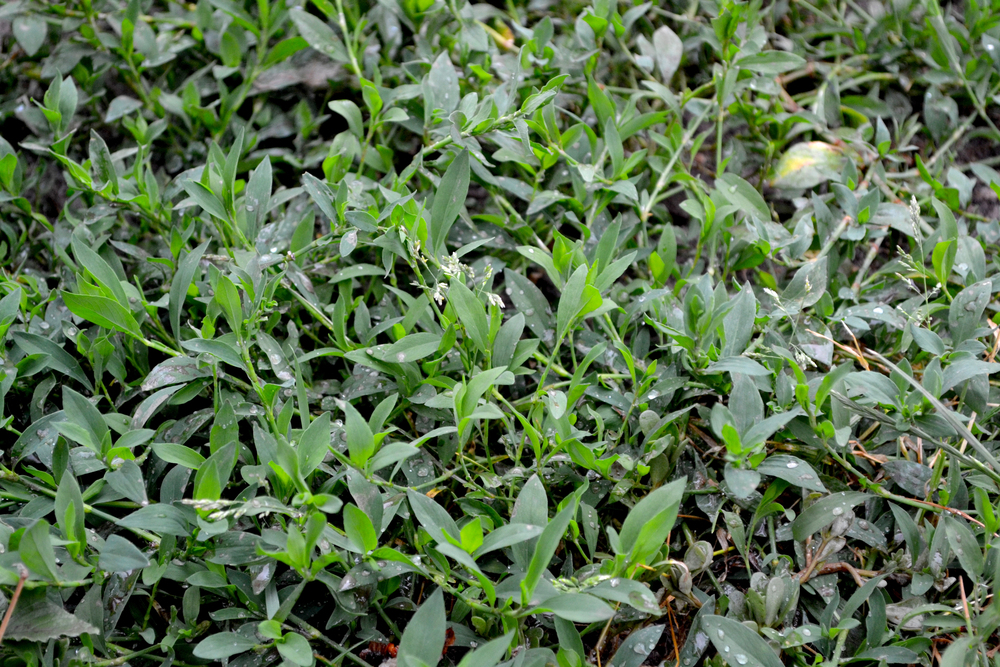 porcsinkeserűfű Polygonum aviculare