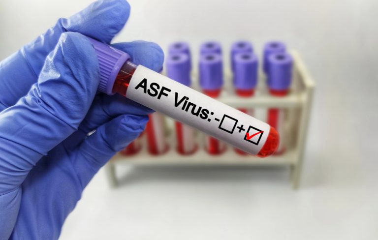 Afrikai sertéspestis