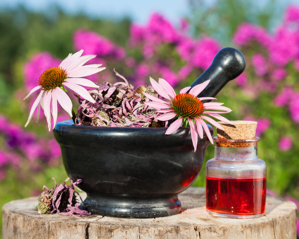 Echinacea kasirág
