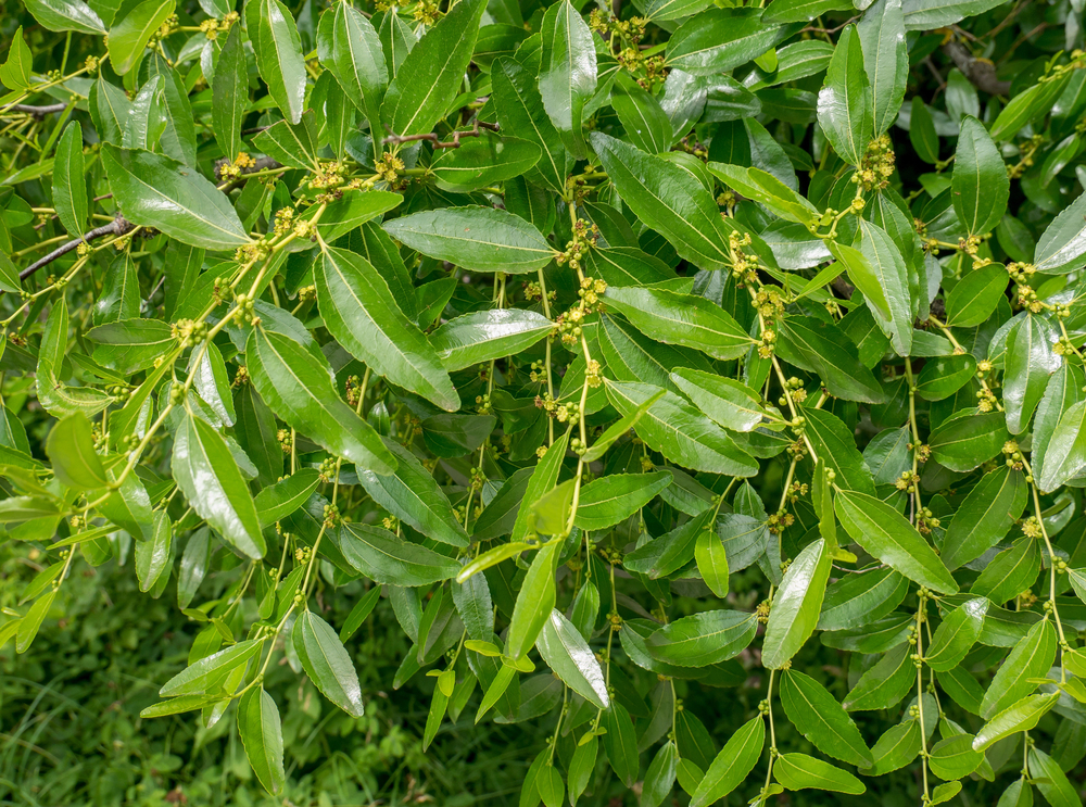 Jujuba