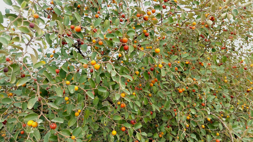 Jujuba