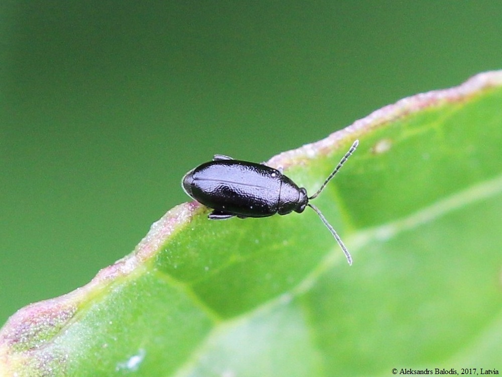 Földibolha elleni védekezés 5 Phyllotreta atra földibolha