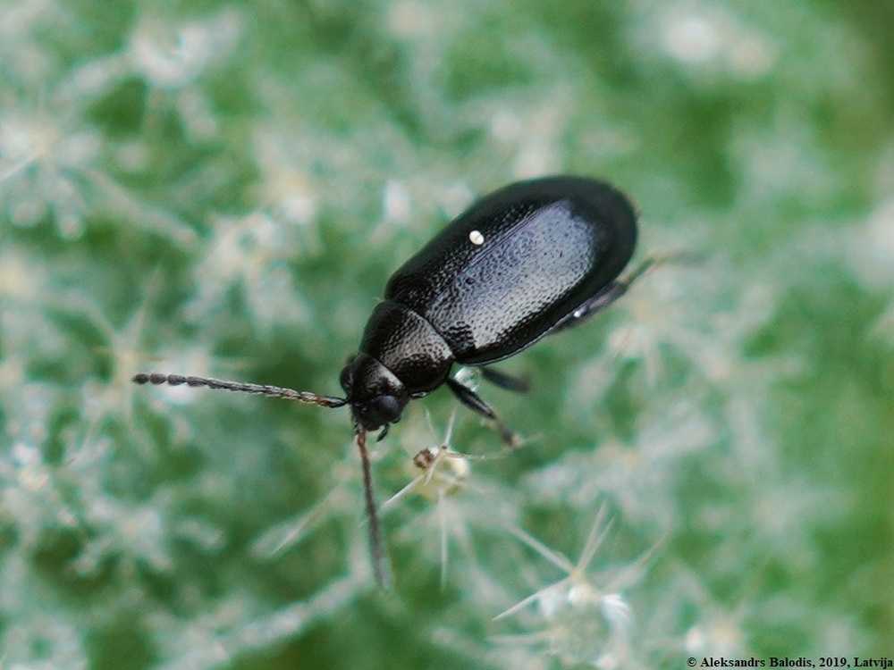 Földibolha elleni védekezés 4 Phyllotreta cruciferae földibolha