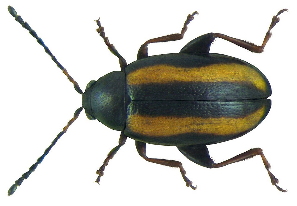 Földibolha elleni védekezés 6 Phyllotreta nemorum földibolha