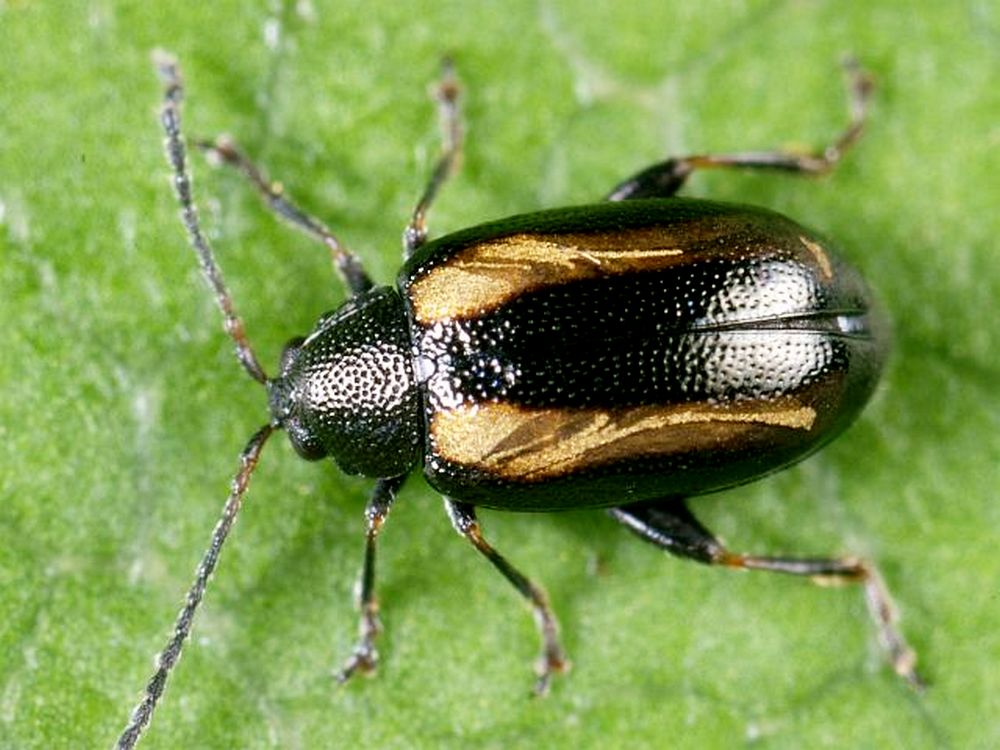 Földibolha elleni védekezés 2 Phyllotreta_undulata foldibolha