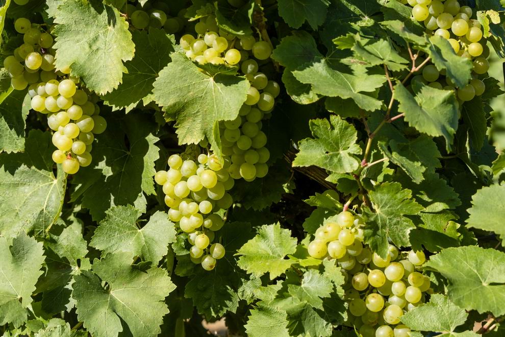 Megkezdődött a szőlőszüret a Dél-Balatonon 2 csabagyöngye szőlő