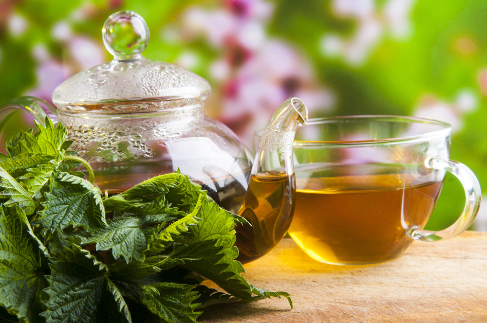 csalánlevél tea