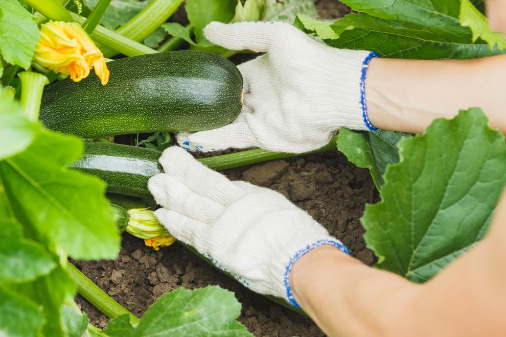 Nyári vetőmagteszt: fókuszban a cukkini 1 cukkini
