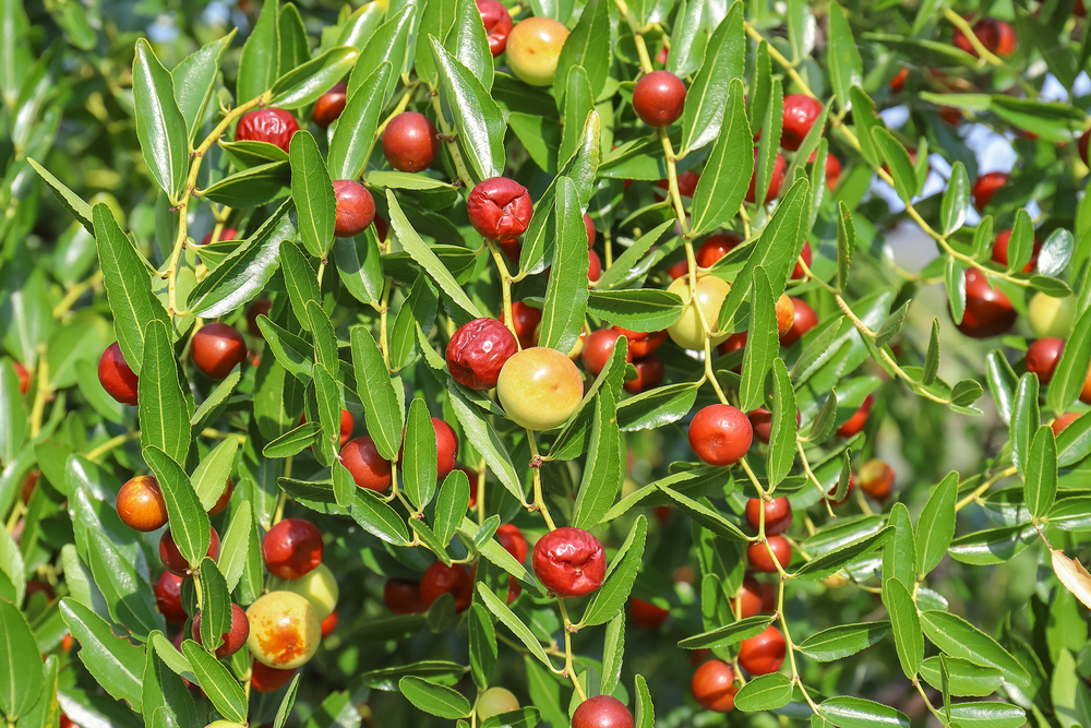 jujuba