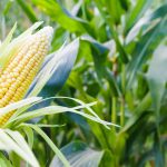 Rendkívüli támogatásban részesülnek az aszállyal sújtott kukoricatermelők