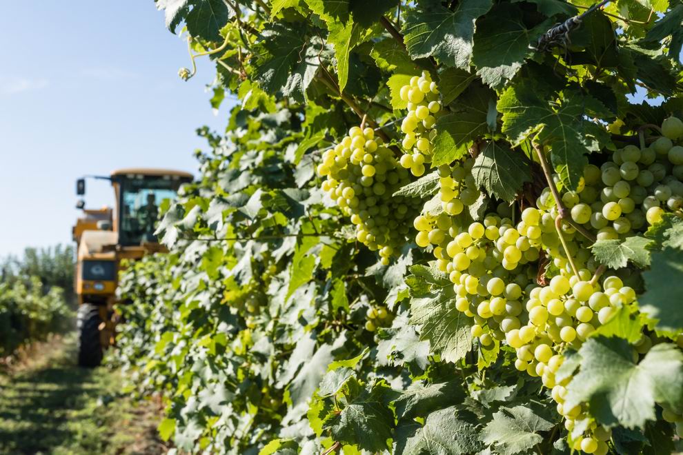 Megkezdődött a szőlőszüret a Dél-Balatonon 5 szőlő szüret