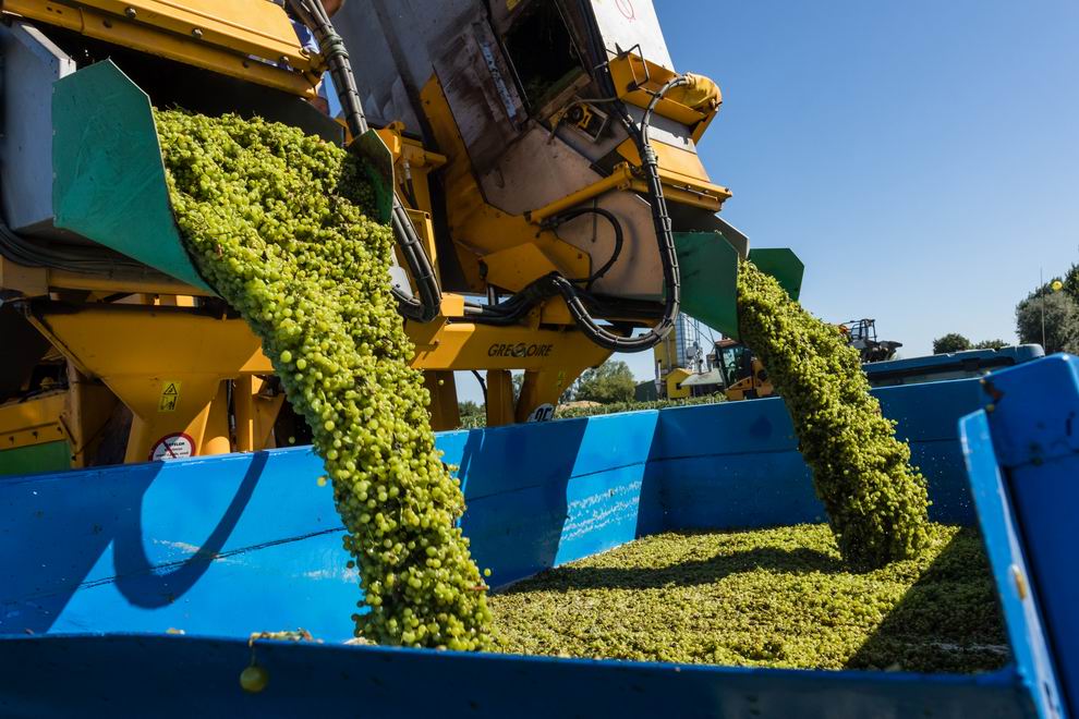 Megkezdődött a szőlőszüret a Dél-Balatonon 4 szőlő szüret